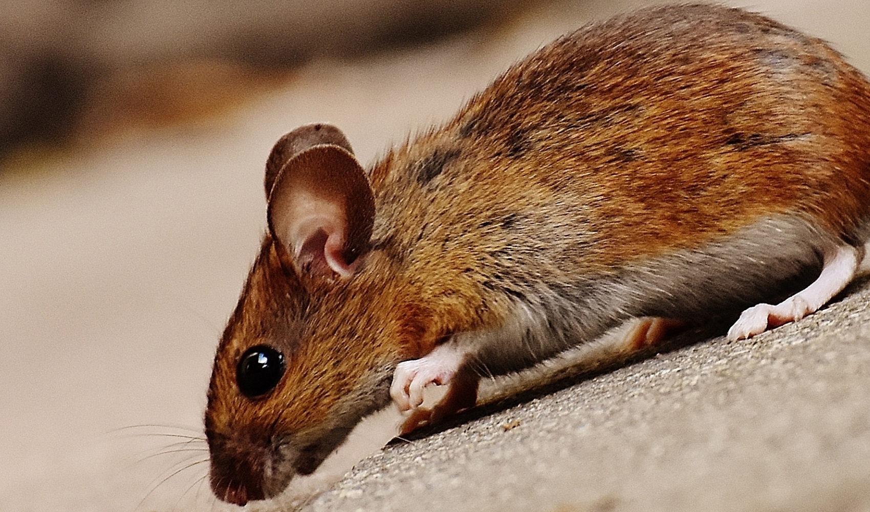 Длинные мыши. Мышка животное. Американская мышь. Помолодевшие мыши. Мыши бегуны.